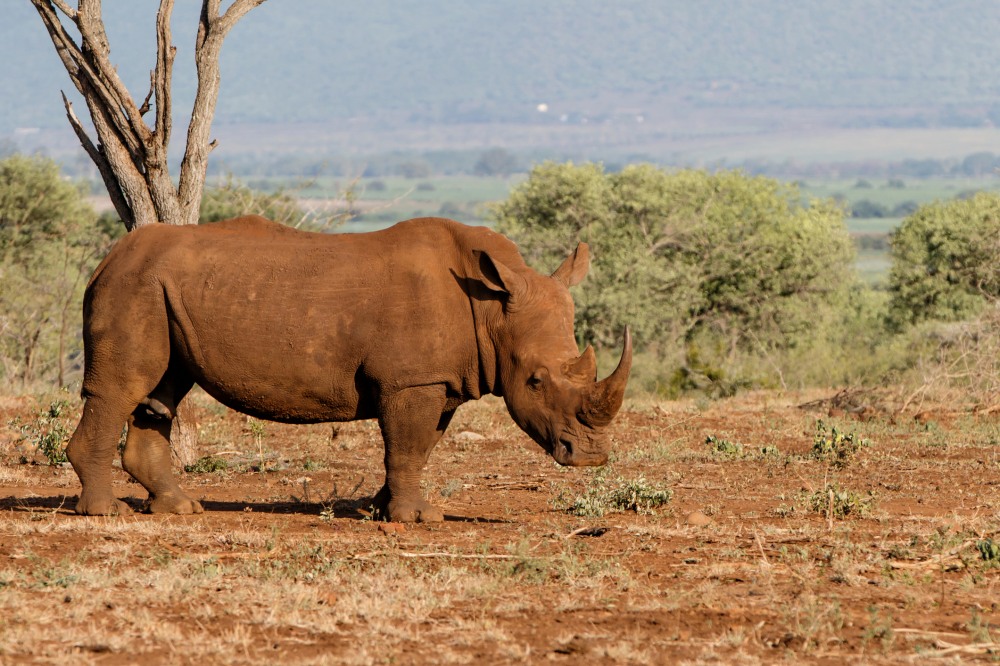 Екскурзии и почивки до носорог